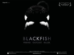 Blackfish_quad2